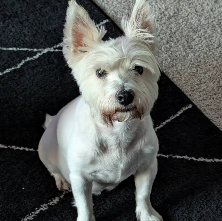 Un Terrier de Westphalie assis sur un tapis et regardant vers la caméra 