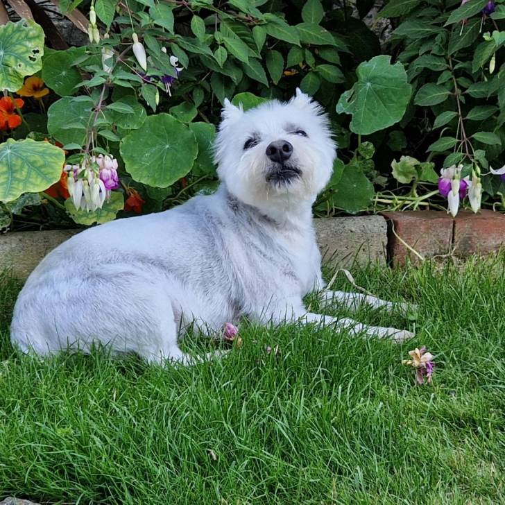 Un Terrier de Westphalie allongé sur une surface gazonnée et semblant détendu 