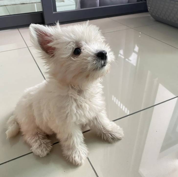 Un chiot Terrier de Westphalie assis sur un sol carrelé 