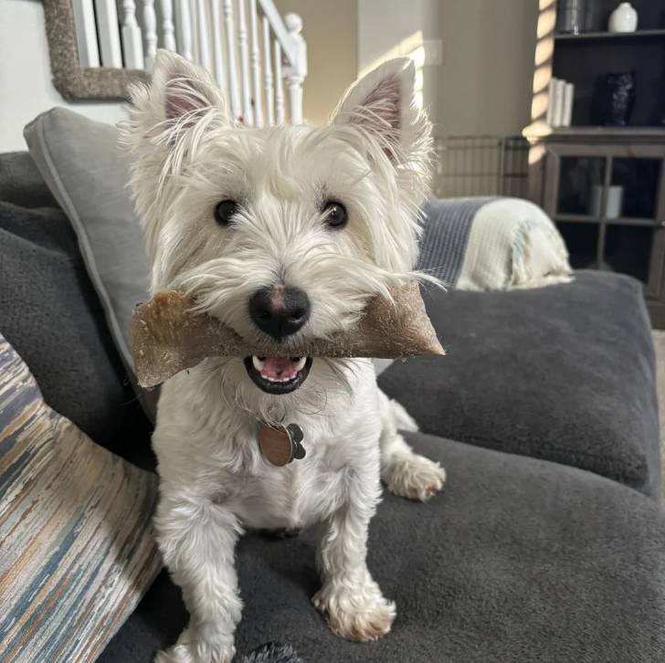 Un Terrier de Westphalie sur un canapé, portant un collier autour du cou et ayant un objet dans sa gueule