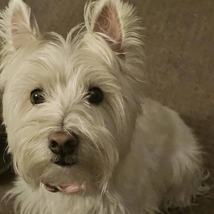 Gros plan d'un Terrier de Westphalie regardant vers la caméra 