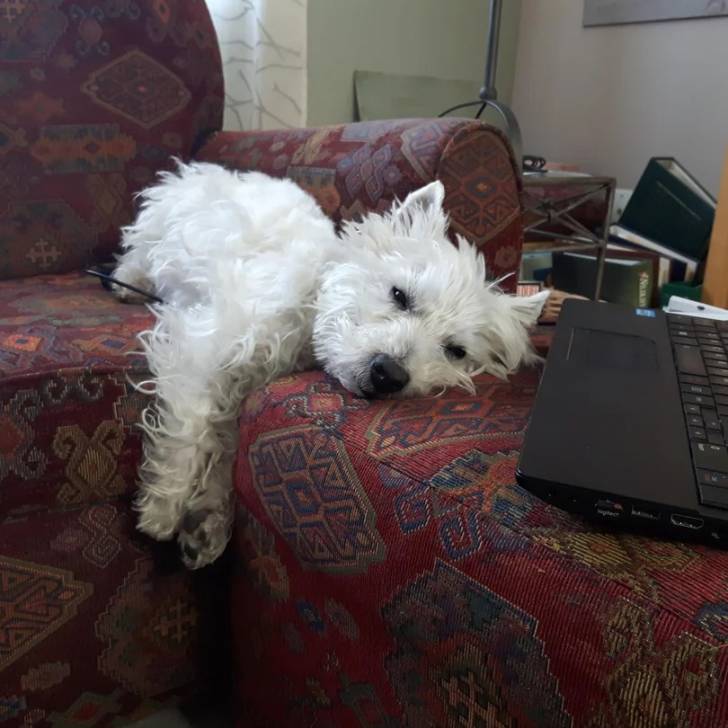 Un Terrier de Westphalie allongé sur un canapé et semblant fatigué 