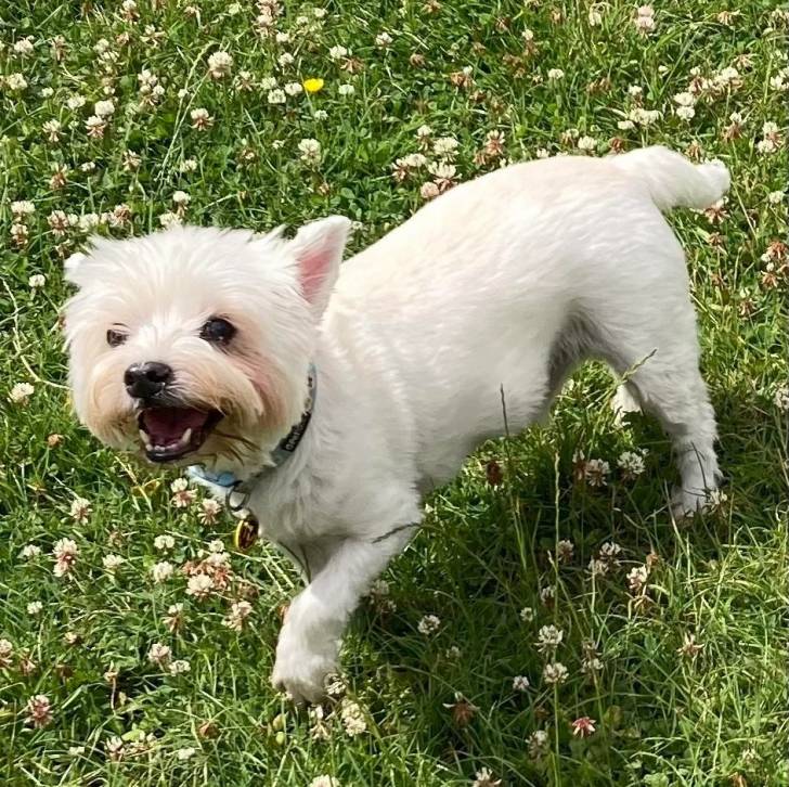 Un Terrier de Westphalie marchant sur une surface herbacée et portant un collier autour du cou 