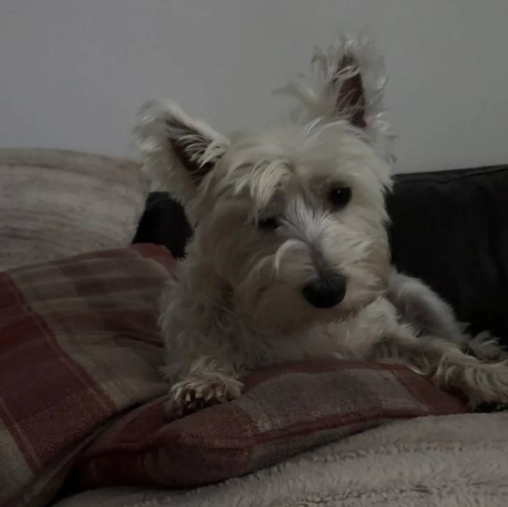 Un Terrier de Westphalie allongé sur un canapé et regardant vers la caméra 