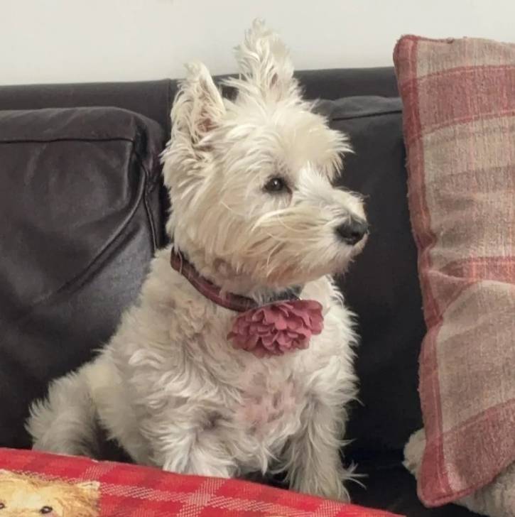 Un Terrier de Westphalie assis sur un canapé et portant un collier autour du cou 