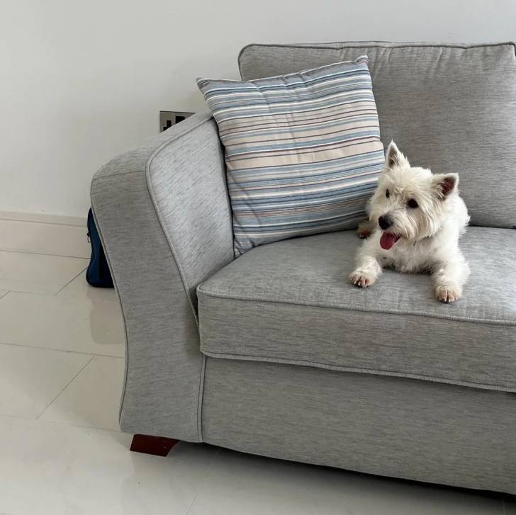Un Terrier de Westphalie allongé sur un canapé tirant la langue et portant un collier autour du cou 