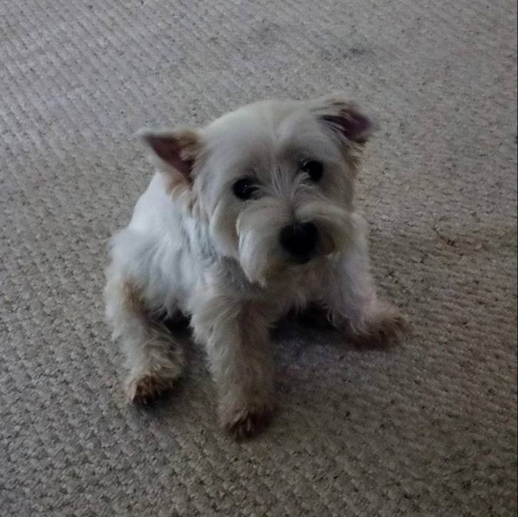 Un chiot Terrier de Westphalie assis sur un tapis et qui semble détendu 