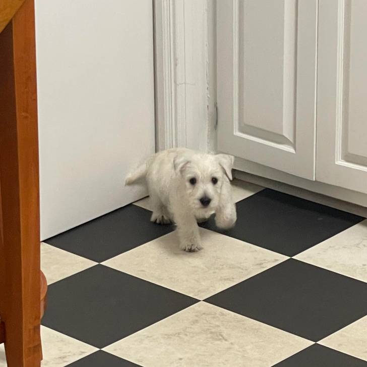 Un chiot Terrier de Westphalie marchant sur un sol carrelé et regardant la caméra 