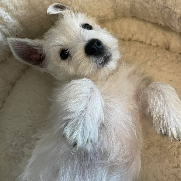 Un Terrier de Westphalie allongé dans un panier et regardant vers la caméra 