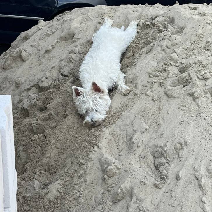 Un Terrier de Westphalie allongé sur un banc de sable et qui semble détendu 