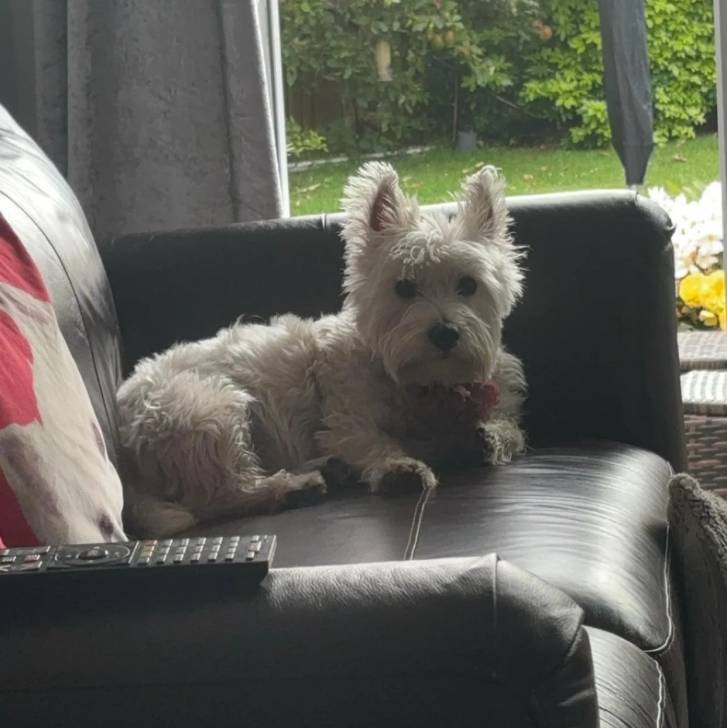 Un Terrier de Westphalie allongé sur un canapé et regardant vers la caméra 
