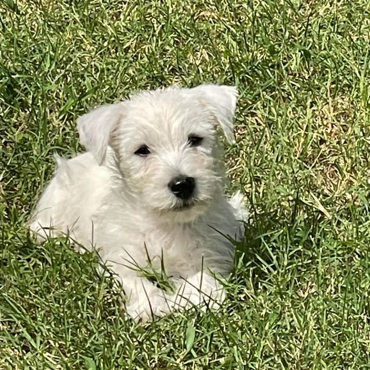 Un Terrier de Westphalie allongé sur une surface herbacée et regardant la caméra 