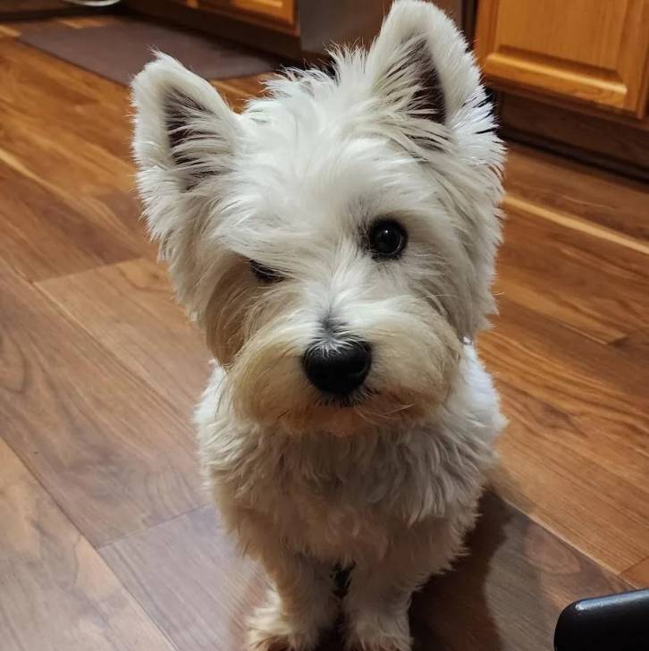 Un Terrier de Westphalie assis sur un plancher et regardant vers la caméra 