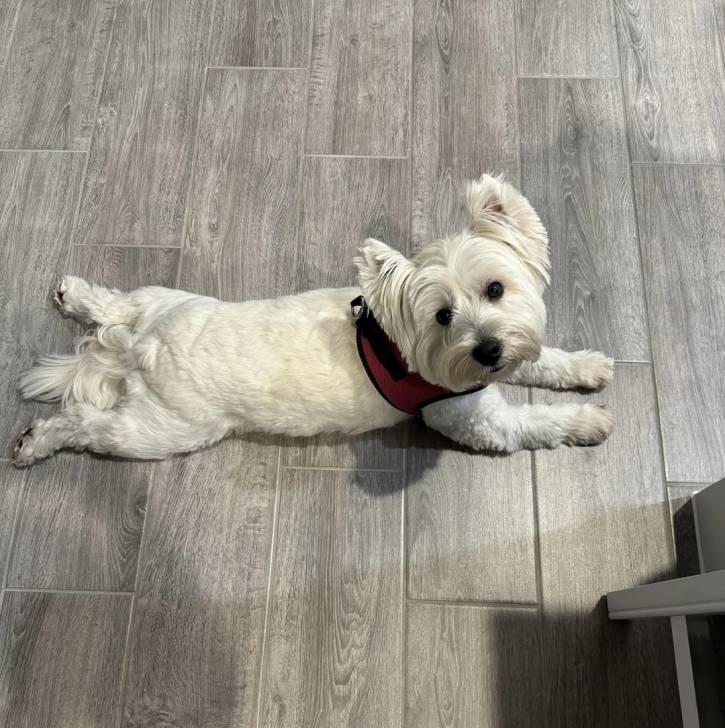 Un Terrier de Westphalie allongé sur un sol carrelé et portant un harnais 