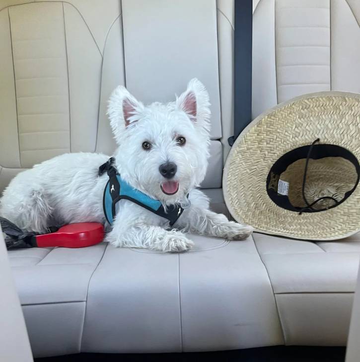 Un Terrier de Westphalie allongé sur le siège d'une voiture, tirant la langue et portant un harnais 