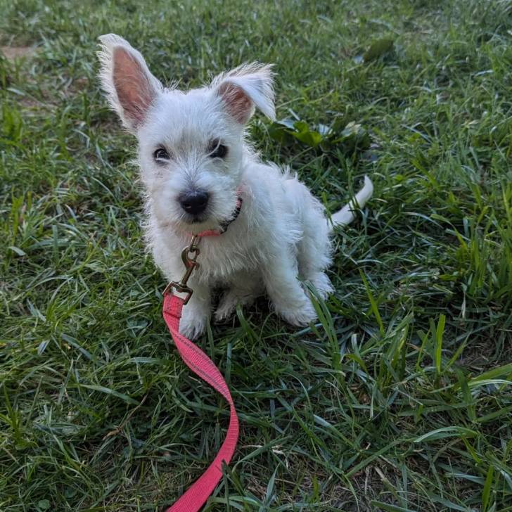 Un chiot Terrier de Westphalie assis sur une surface herbacée et qui est tenu en laisse 