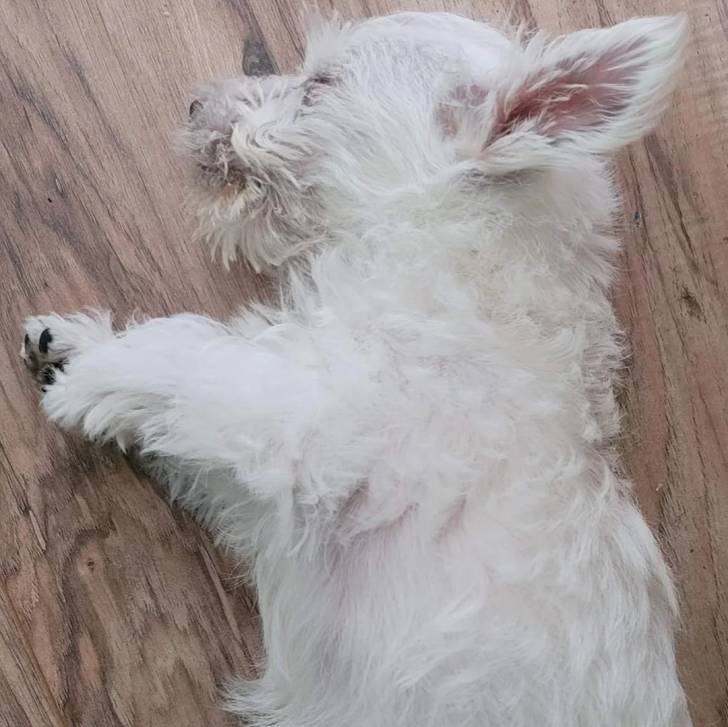 Un chiot Terrier de Westphalie allongé sur un plancher et qui semble dormir 