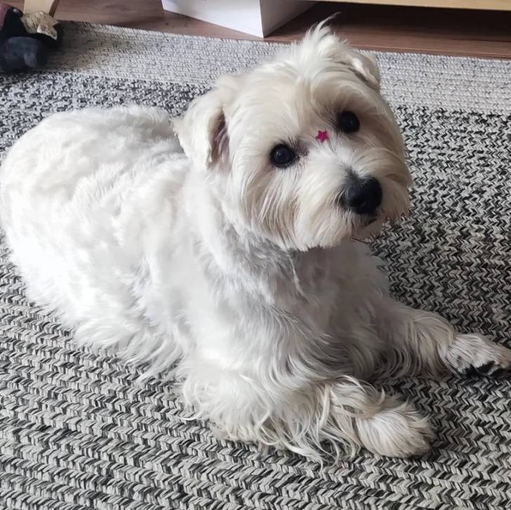 Un Terrier de Westphalie allongé sur un canapé et qui semble détendu