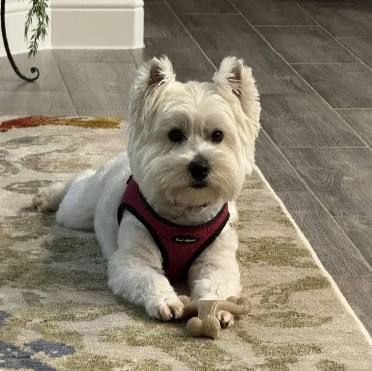 Un Terrier de Westphalie allongé sur un tapis et portant un harnais 