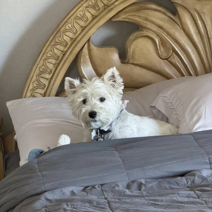 Un Terrier de Westphalie allongé sur un lit et portant un collier autour du cou 