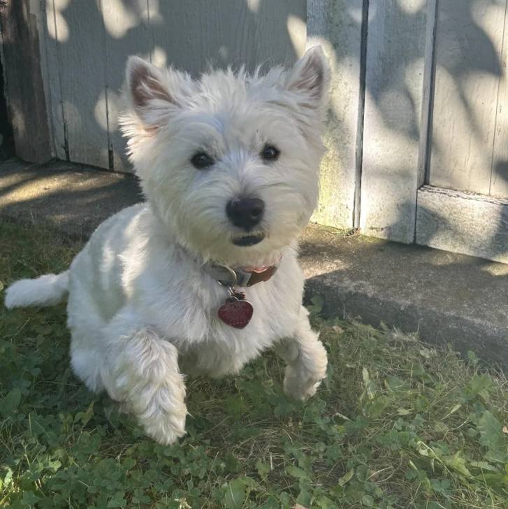 Un Terrier de Westphalie courant sur une surface herbacée et portant un collier autour du cou