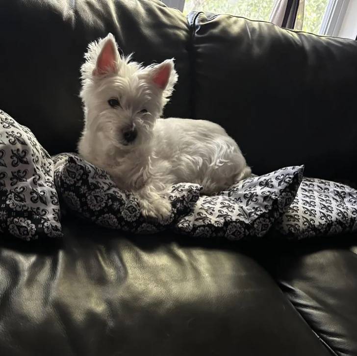 Un Terrier de Westphalie allongé sur un canapé et regardant vers la caméra 