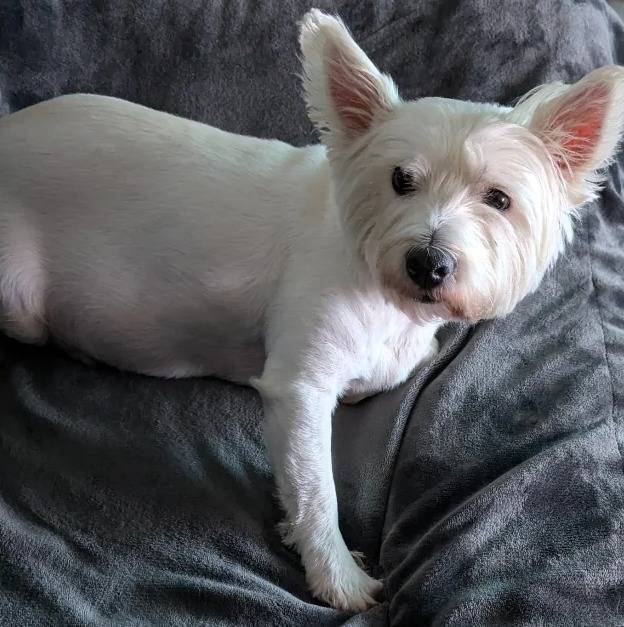 Un Terrier de Westphalie allongé sur un canapé et qui semble détendu 