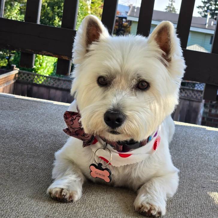 Un Terrier de Westphalie allongé sur une moquette et portant un collier autour du cou