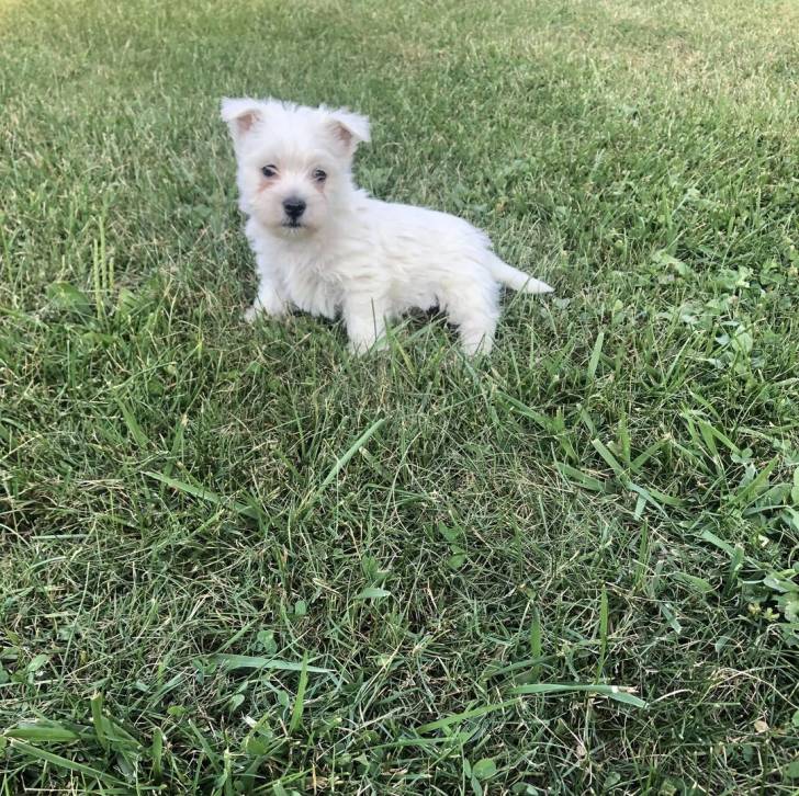 Un chiot Terrier de Westphalie sur une surface herbacée et regardant vers la caméra 
