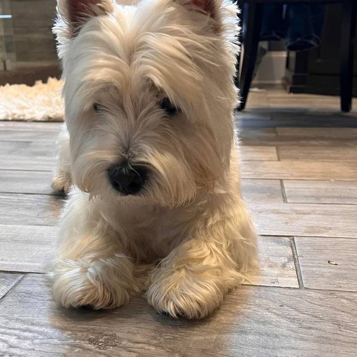 Un Terrier de Westphalie allongé sur un sol carrelé 
