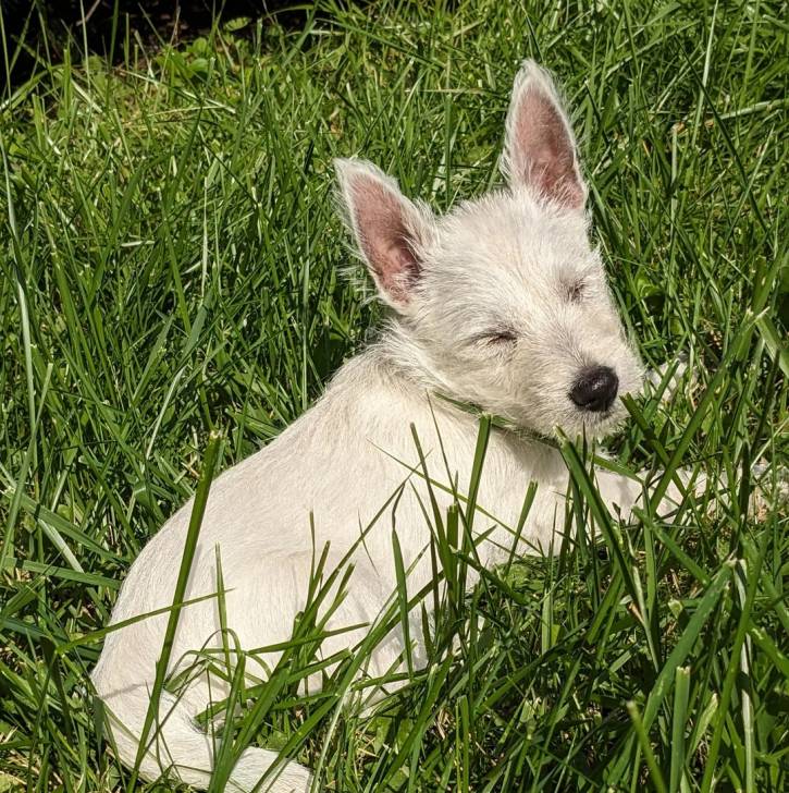 Un Terrier de Westphalie allongé sur une surface herbacée et qui semble détendu 