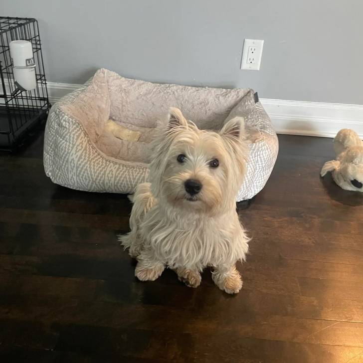 Un Terrier de Westphalie assis sur un parquet et regardant vers la caméra 