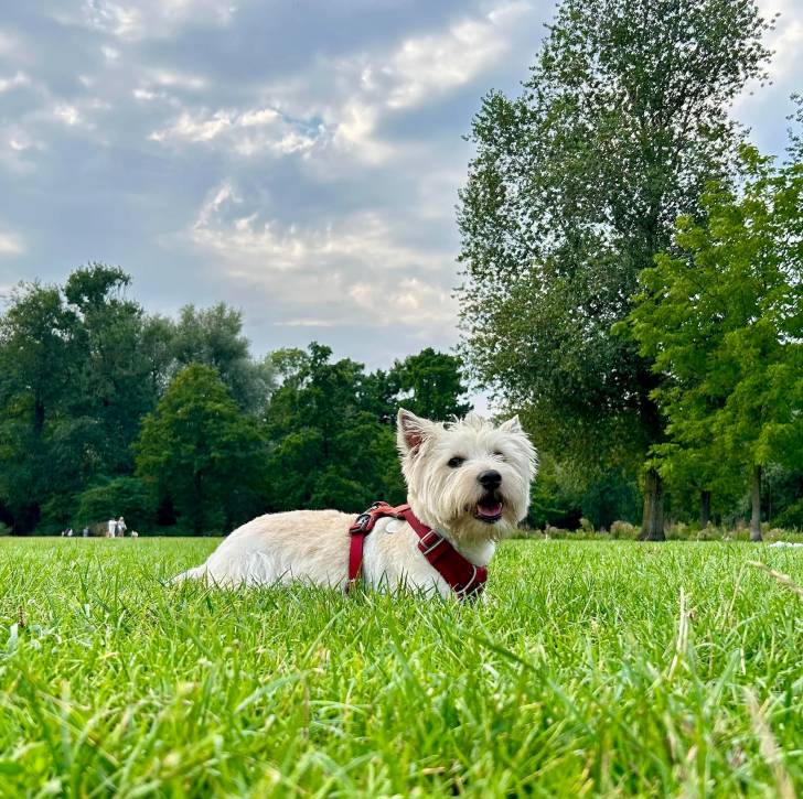 Un Terrier de Westphalie aullongé sur une surface herbacée et portant un harnais 