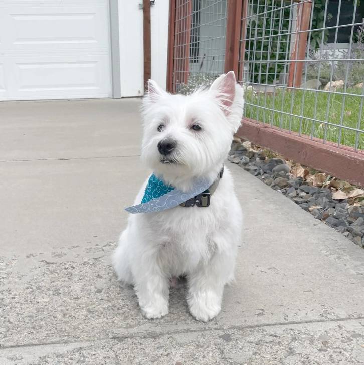 Un Terrier de Westphalie assis sur une surface en béton et portant un collier autour du cou 
