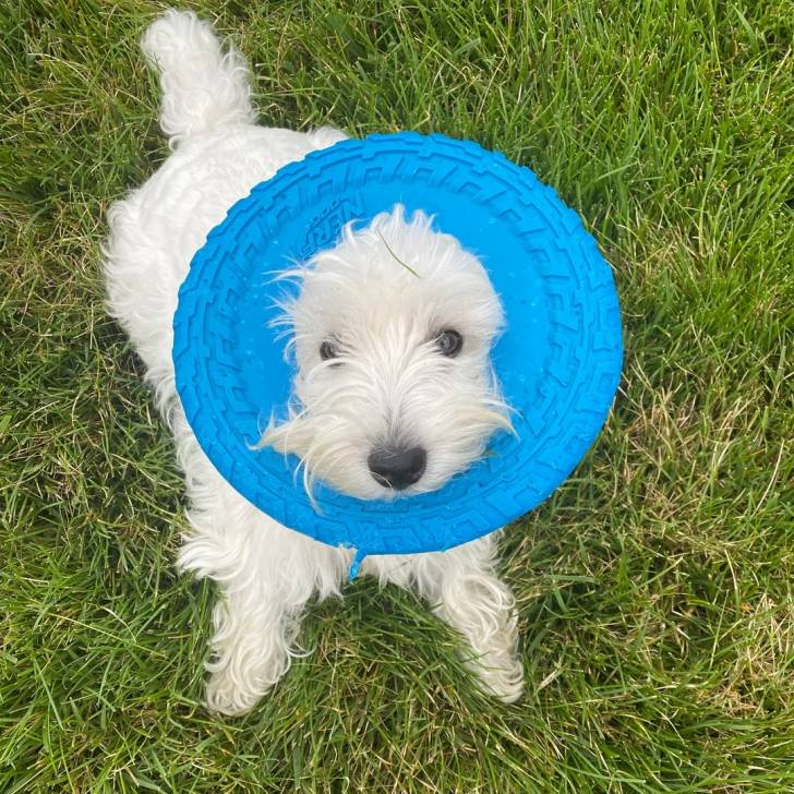 Un Terrier de Westphalie allongé sur une surface herbacée et portant un carcan 