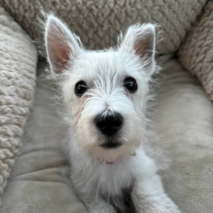 Un chiot Terrier de Westphalie allongé dans un panier 