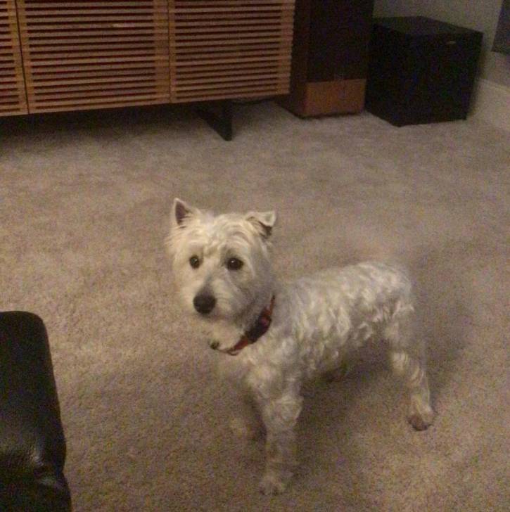 Un Terrier de Westphalie sur une moquette et portant un collier autour du cou 