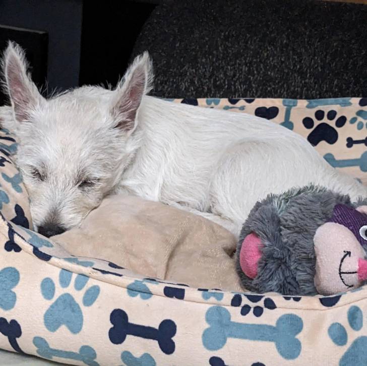 Un Terrier de Westphalie allongé dans un panier et qui semble dormir 