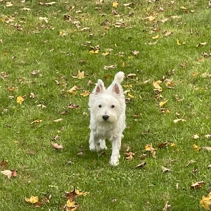 Un Terrier de Westphalie marchant un terrain herbeux et regardant la caméra 