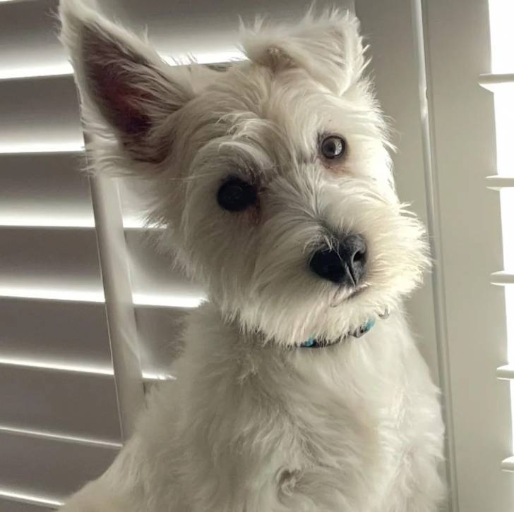 Un Terrier de Westphalie portant un collier autour du cou et regardant vers la caméra 