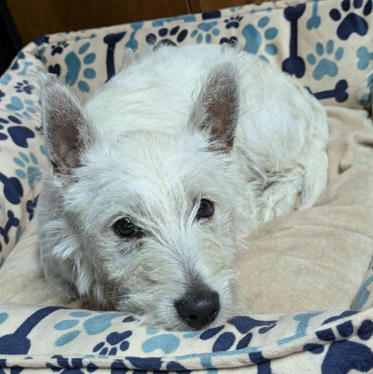 Un Terrier de Westphalie allongé dans un panier et regardant la caméra