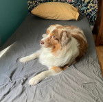 Un Aussietare au pelage bicolore, allongé sur un lit et regardant la caméra 