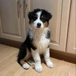 Un chiot Aussietare au pelage tricolore, assis sur un plancher et regardant la caméra 