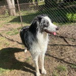 Un Aussietare au pelage bicolore, se tenant à quatre pattes sur une surface herbacée et tirant la langue