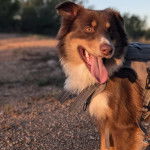 Un Aussietare au pelage tricolore, tirant la langue et portant un harnais 