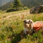 Un Aussietare au pelage bicolore, allongé sur une surface herbacée et portant un habit 