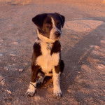 Un Aussietare au pelage bicolore, assis et portant un collier autour du cou