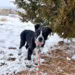 Un Aussietare au pelage bicolore, sur un terrain enneigé et qui est tenu en laisse