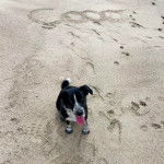 Un Aussietare au pelage bicolore, assis sur une surface sableuse et tirant la langue 