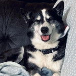 Un Aussietare au pelage bicolore, allongé sur un canapé et portant un collier autour du cou 